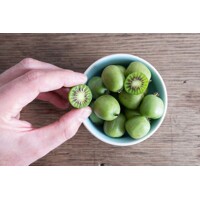 Actinidia arguta - Kiwi 'Issai' Co2L  40/50 -  samosprašná