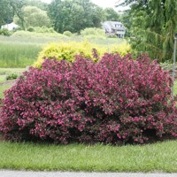 Weigela florida ´Alexandra´ Co2L  20/30