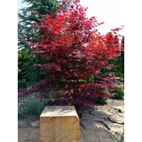 Javor dlaňolistý  - Acer palmatum 'Fireglow' Co15L 100/120