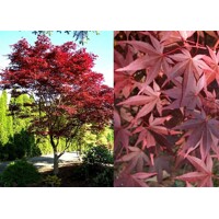Javor dlaňolistý  - Acer palmatum 'Fireglow' Co15L 100/120