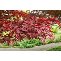 Javor dlaňolistý  - Acer palmatum 'Fireglow' Co15L 100/120