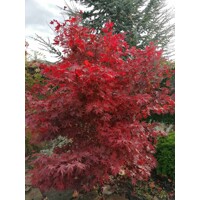 Javor dlaňolistý  - Acer palmatum 'Fireglow' Co15L 100/120
