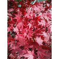 Javor dlaňolistý  - Acer palmatum 'Fireglow' Co15L 100/120