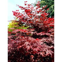 Javor dlaňolistý  - Acer palmatum 'Fireglow' Co15L 100/120