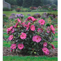 Ibištek bahenný - Hibiscus moscheutos SUMMERIFIC® 'Berry Awesome'  Co5L