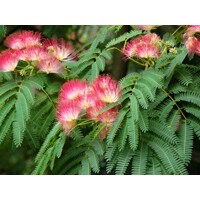 Albízia - Albizia julibrissin Ombrella Co20L 200-230cm