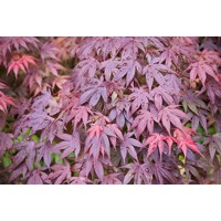 Javor dlaňolistý  - Acer palmatum 'Shaina'  20/30  Co2,5L
