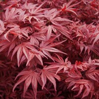 Javor dlaňolistý  - Acer palmatum 'Shaina'  20/30  Co2,5L