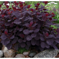 Cotinus coggygrya Royal Purple Co5L