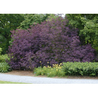 Cotinus coggygrya Royal Purple Co5L