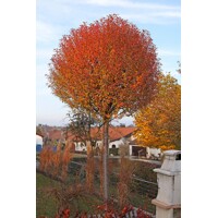 Višňa krovitá - Prunus fruticosa 'Globosa'  Co20L  8/10 KM220