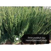 Tis prostredný - Taxus media ´Hillii´ Co2L 30/40