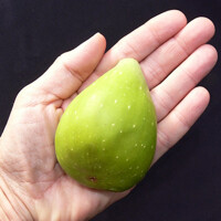 Ficus carica ´Dalmatie´ Co2L 30/40