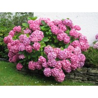 Hortenzia kalinolistá - Hydrangea macrophylla ´Schoene Bautznerin´ Co4L