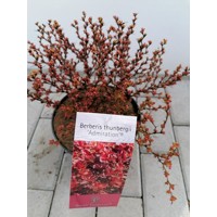 Dráč Thunbergov - Berberis thunbergii f. atropurpurea 'Admiration' 15/20 Co2,5L