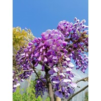 Vistéria vznešená  - Wisteria Floribunda ´ Yokohama Fuji ´  Co55L  250x150 ARCO (Oblúk)