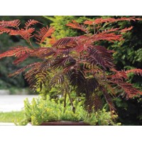 Albízia - Albizia julibrissin ´SUMMER CHOCOLATE´ Co12L - vysokokmeň 4-6  240/300