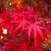 Javor dlaňolistý - Acer palmatum ´Osakazuki´  Co18L 100/120