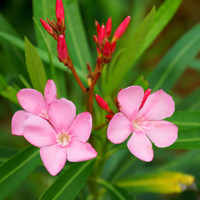 Oleander obyčajný  - Nerium oleander Pink Co25L 120/130