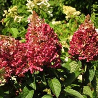 Hortenzia metlinatá - Hydrangea paniculata 'Wim´s Red'  Co2L 20/30