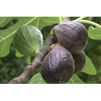 Figovník - Ficus carica ´Brunswick´ 25/30 Co2L