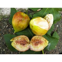 Figovník - Ficus carica ´Brogiotto Bianco´ 20/30 Co2L