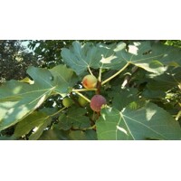 Figovník - Ficus carica ´Brogiotto Bianco´ 20/30 Co2L