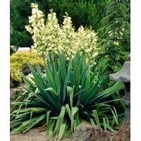 Yucca filamentosa  Co14  20/30