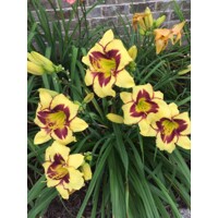 Ľaliovka – Hemerocallis ´El Desperado´ Co14