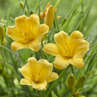 Ľaliovka – Hemerocallis ´Stelle de Oro´ Co14