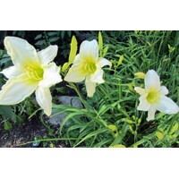 Ľaliovka – Hemerocallis ´Ice Carnival´ Co14