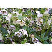Helleborus orientalis ´White Spotted´ Co9
