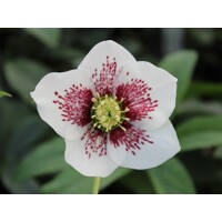 Helleborus orientalis ´White Spotted´ Co9