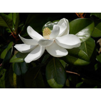 Magnólia veľkokvetá - Magnolia grandiflora 'Gallisoniensis Praecox' Co18L  100/125