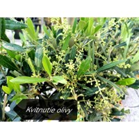 Olivovník európsky - Olea europaea Co180L  80-100  (strihané)