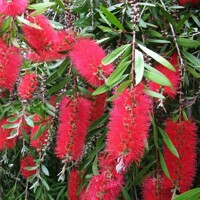 Tyčinkovec, krásnokvet - Callistemon Laevis  Co10L  1/4 kmeň