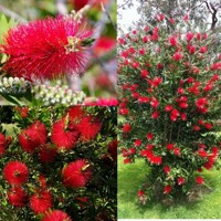 Tyčinkovec, krásnokvet - Callistemon Laevis  Co10L  1/4 kmeň