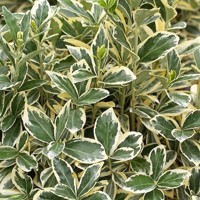 Bršlen japonský  - Euonymus japonicus Bravo' Co10L  25-30  1/2 kmeň