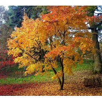 Javor dlaňolistý - Acer palmatum 'Orange Dream'  Co6L 50/60