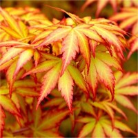 Javor dlaňolistý - Acer palmatum 'Orange Dream'  Co6L 50/60