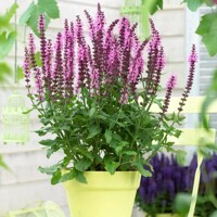 Salvia nemorosa ´Deep Rose´ P14