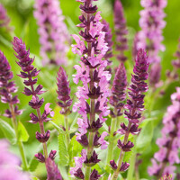 Salvia nemorosa ´Deep Rose´ P14