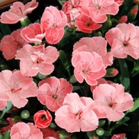 Dianthus caryophyllus ´Peach Party´ P12