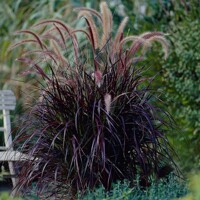 Pennisetum setaceum ´Rubrum´ Co2L