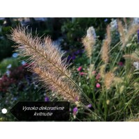 Pennisetum setaceum ´Rubrum´ Co2L