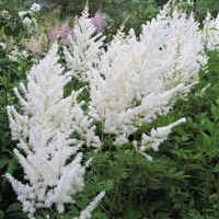 Astilba - Astilbe Arendsii ´Astary White´ Co14