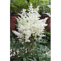 Astilba - Astilbe Arendsii ´Astary White´ Co14