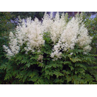 Astilba - Astilbe Arendsii ´Astary White´ Co14