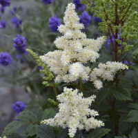 Astilba - Astilbe Arendsii ´Astary White´ Co14