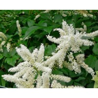 Astilba - Astilbe Arendsii ´Astary White´ Co14